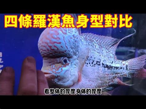 很貴羅漢魚價格